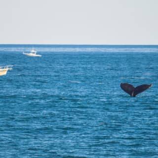 Boston Harbor Whale Watch Cruise