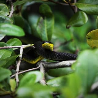 Ultimate Daintree Rainforest Wildlife Experience Cruise