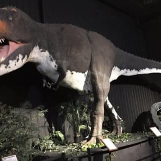 Branson Dinosaur Museum Admission Ticket