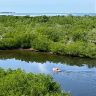 2 Hours Guided Robinson Preserve Mangrove Tour