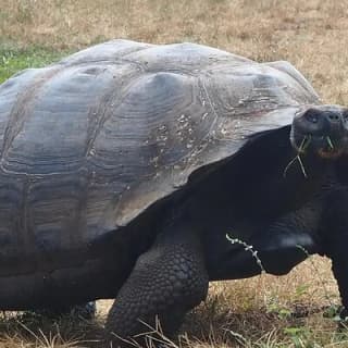 Private Tour Sighting Giant Tortoises and Lava Tunnels