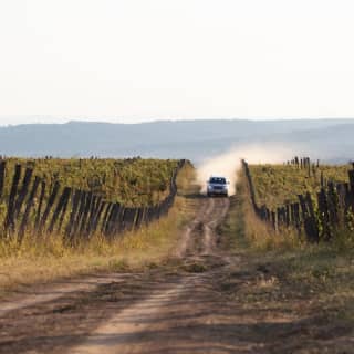 ﻿Excursion and Wine Tasting in the Ribera del Duero from Madrid