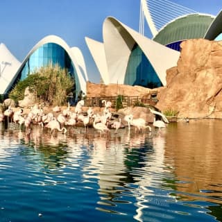 Oceanogràfic y Museo de las Ciencias: entrada sin colas