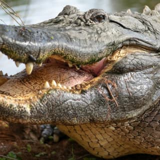 Gatorland Orlando: Skip The Line Ticket