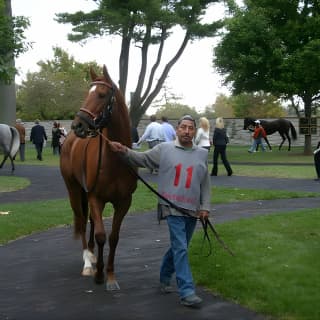 Half-Day Thoroughbred Horse Farm Tour in Kentucky