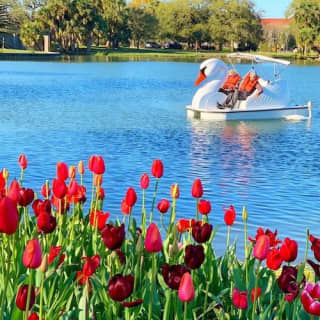 Los Angeles: Swan Boats Rental