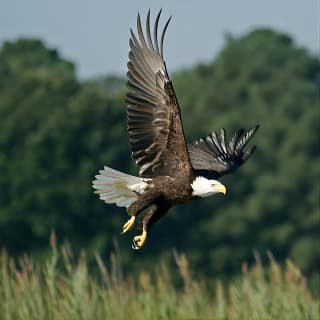 30-Minute Airboat Ride, Lunch, Gem Mining and Park Admission 