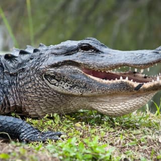 Everglades: 40-Minute Airboat Ride & Animal Sanctuary Admission