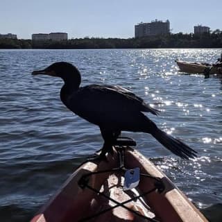 Mangrove Tunnels Pedal Kayak Eco-Tour in Anna Maria