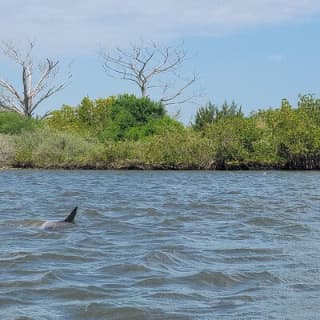 New Smyrna Dolphin and Manatee Kayak and SUP Adventure Tour