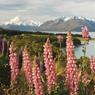 Mount Cook Day tour from Christchurch