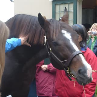 Half-Day Thoroughbred Horse Farm Tour in Kentucky