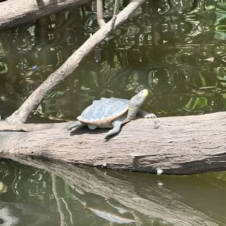 2 Hours Guided Robinson Preserve Mangrove Tour