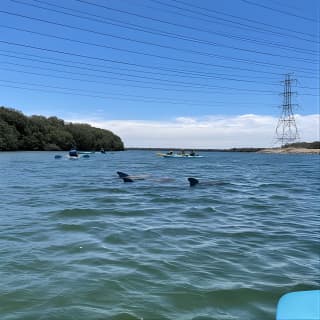 Dolphin Sanctuary Kayak Tour Adelaide