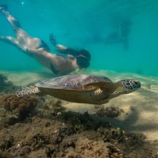 Half Day Low Isles Snorkelling Tour from Port Douglas