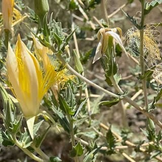 The Bronson Caves Tour