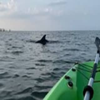 Kayak Dolphin Experience in Virginia Beach