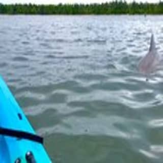 Kayak Dolphin Experience in Virginia Beach