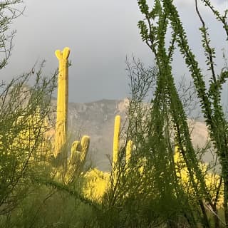 Tombstone & San Xavier, How the West was Won!