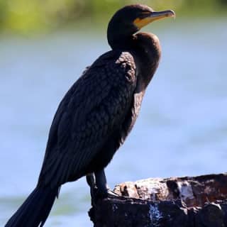 Adventure and Wildlife Watch Kayak Rentals in Sarasota