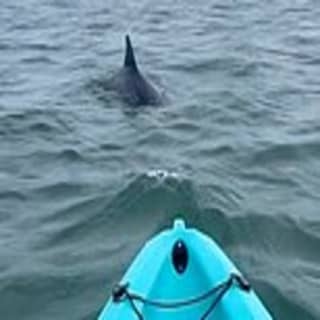 Dolphin Kayak Tour in Virginia Beach