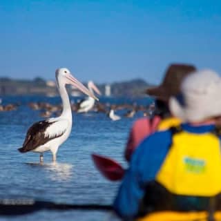 Full Day Kayaking Tour in Coorong National Park