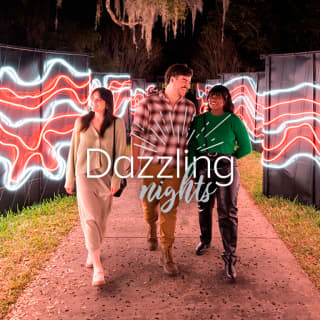 Dazzling Nights