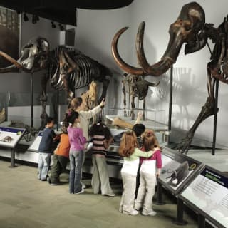 SPINOSAURUS at The Field Museum of Natural History