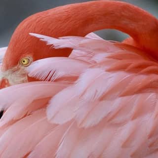 Skip the Line: Flamingo Gardens Admission Ticket in Fort Lauderdale