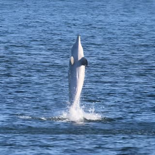 Dolphin Sanctuary Kayak Tour Adelaide