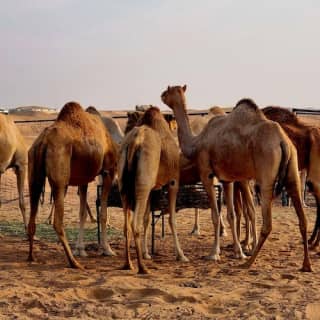 Camel Ride Safari in Red Dunes