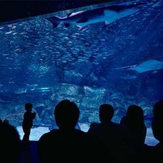 COEX Aquarium Tickets