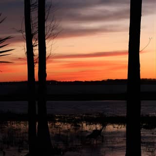 1-Hour Sunset Airboat Ride near Orlando