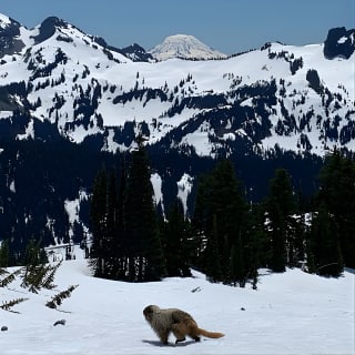 Touring and Hiking in Mt. Rainier National Park