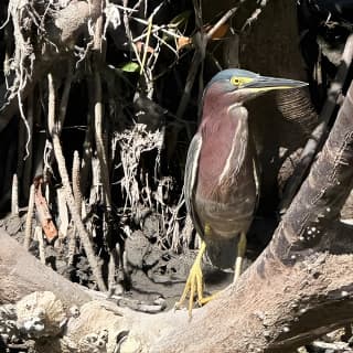 2 Hours Guided Robinson Preserve Mangrove Tour