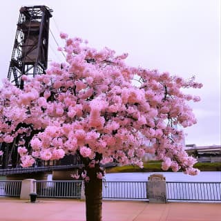 City of Portland Tour: Historic and iconic sights