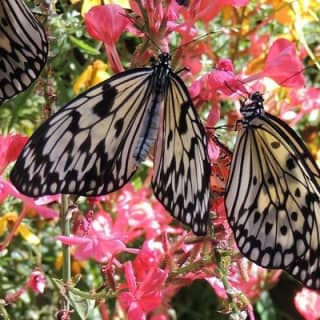 Butterfly Rainforest at Florida Museum of Natural History Ticket