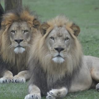 Lion Country Safari: Drive Through Safari + Adventure Park