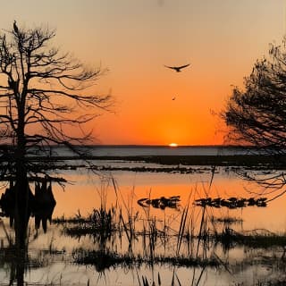 1-Hour Sunset Airboat Ride near Orlando