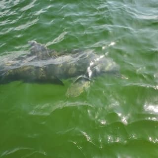 Dolphin Tour & Inshore Fishing Adventure (Flowing Water Charters)