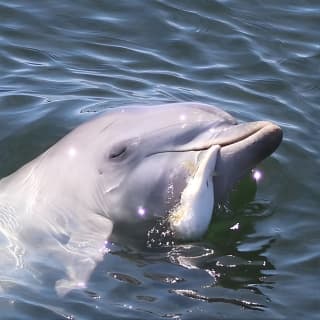 Dolphin Sanctuary Kayak Tour Adelaide