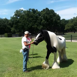 Gypsy Gold Horse Farm Tour 