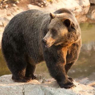 Grouse Mountain & Capilano Suspension Bridge Park: Guided Tour