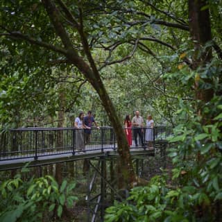 Daintree Dreaming - Aboriginal Art and Culture