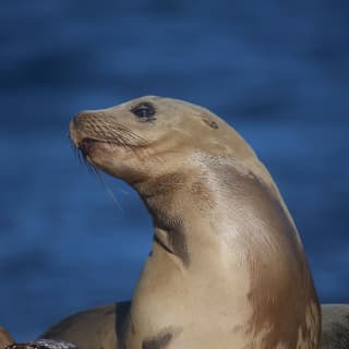 Paddleboarding or Kayaking with Sea Lions in the Marina