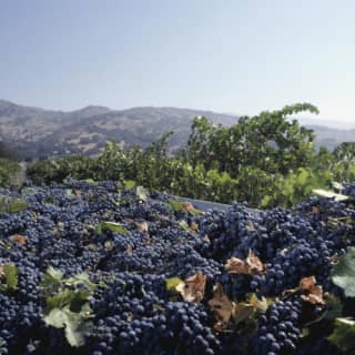 Napa Valley & Sonoma: Wine Tour from San Francisco