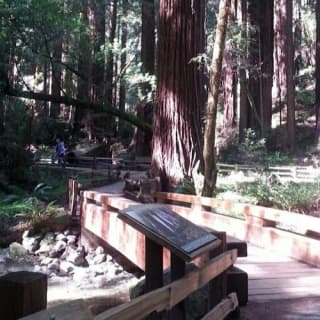 Muir Woods: Half-Day Trip from San Fransisco