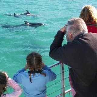 Jervis Bay & Dolphins Cruise - One Day Tour