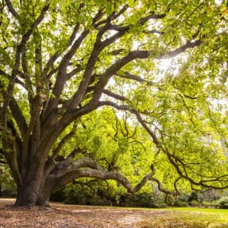 Royal Botanic Gardens Victoria: Aboriginal Heritage Walk