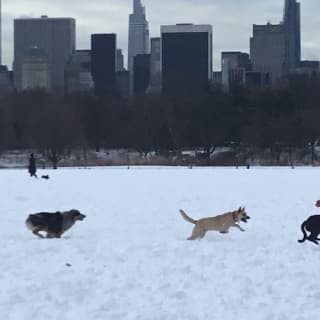 Central Park: Walking Tour